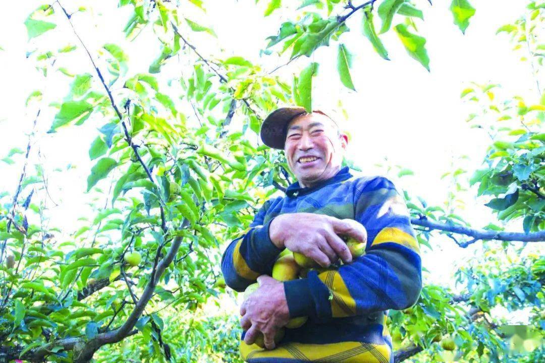果树园丁被敦促为“可爱的作物”做最后一次工作
