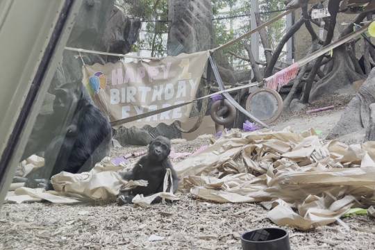 大纳帕内发起了关于营地应对协议的公众教育活动