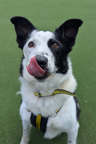英国最老的救援犬迫切地想要找到它永远的家——趁还来得及