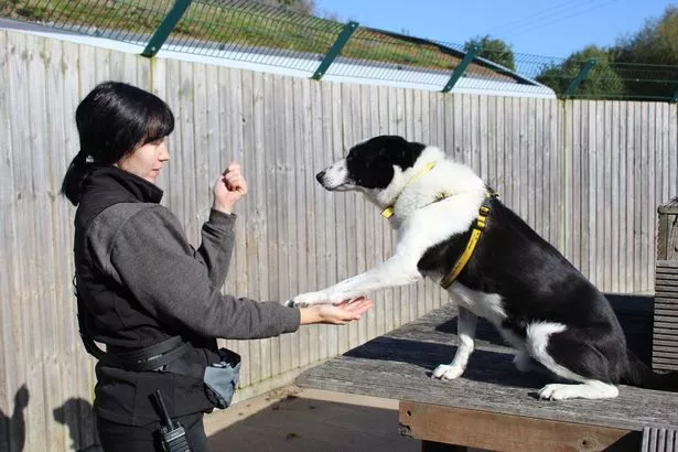 英国最老的救援犬迫切地想要找到它永远的家——趁还来得及