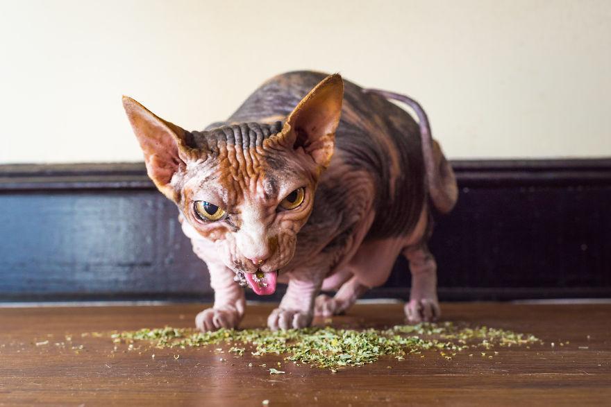只有眼光最敏锐的人才能在温馨的圣诞场景中发现所有的猫