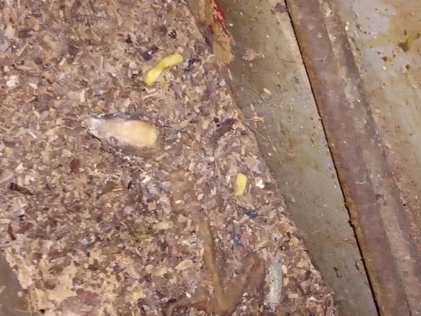 卫生检查员在厨房发现油炸老鼠后,烤肉店关闭